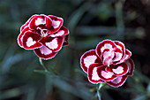 Pinks (Dianthus 'London Brocade')