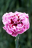 Pink flower (Dianthus 'Cheryl')
