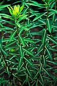 Spurge (Euphorbia cornigera)