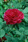 Rose flower (Rosa 'Noble Antony')