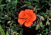 Sunrose (Helianthemum 'Welsh Flame')