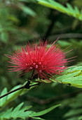 Powder puff flower (Calliandra sp.)