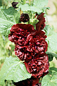 Hollyhock (Althea 'Chaters Double')