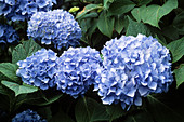 Hydrangea 'Blue Bonnet'
