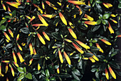 Tropical shrub (Justicia rizzinii)