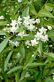 Lacebark (Hoheria sexstylosa)
