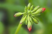 Geranium buds (Pelargonium x hortorum)