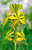 King's Spear (Asphodeline lutea)