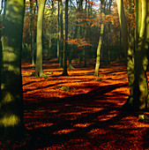 Autumnal leaves in a Beech forest