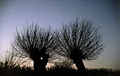 Willow trees at twilight