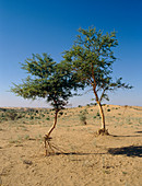 Trees in Thar Desert,India
