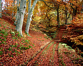 Woodland of Common Beech in autumn