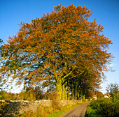 Trees along a country lane in autumn