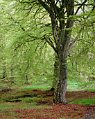 Woodland of Common Beech in spring