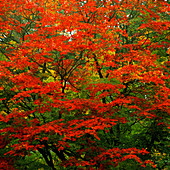 Autumn Maple tree