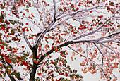 Snow-covered autumnal red maple tree