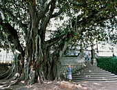 Large fig tree