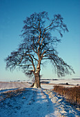 Beech tree in December