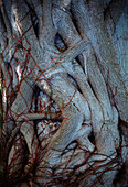 Tangled tree trunks