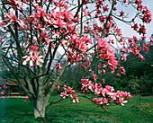 Young pink goddess magnolia