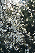Cherry plum tree flowers