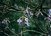 Foxglove tree (Paulownia tomentosa)