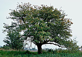 Crab apple tree (Malus sylvestris)