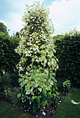 Poplar tree (Populus x jackii 'Aurora')