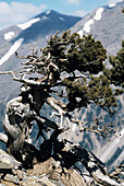 Italian cypress tree (Cupressus sp.)