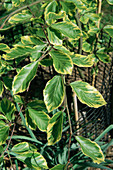 Beech 'Luteovariegata' sapling