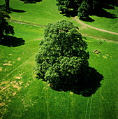 Tree in parkland