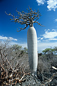 Baobab tree (Adansonia grandidieri)