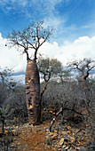 Baobab tree (Adansonia fony)