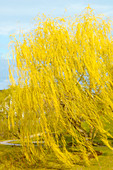 Willow tree (Salix babylonica)