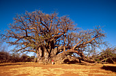 Baobab tree (Adansonia digitata)