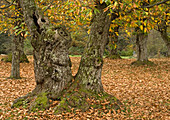 Sweet chesnut (Castanea sativa)