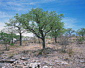 Marula tree (Sclerocarya birrea)