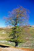 Common beech tree (Fagus sylvatica)