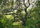 Coast live oak (Quercus agrifolia)