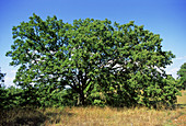 Downy oak tree (Quercus pubescens)