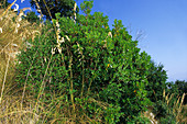 Strawberry tree (Arbutus unedo)