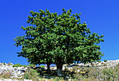 Turkey oak tree (Quercus cerris)