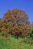 Wild service tree (Sorbus torminalis)