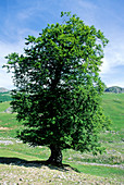 European beech (Fagus sylvatica)