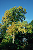 European ash tree (Fraxinus excelsior)