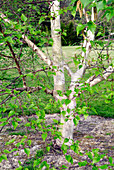 Gold birch tree (Betula ermanii)