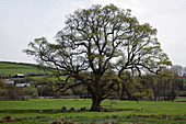 Oak tree (Quercus sp.)