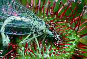 Lacewing caught by Drosera plant