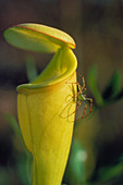 Carnivorous pitcher plant