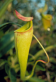 Urnlike insect trap of Nepenthes